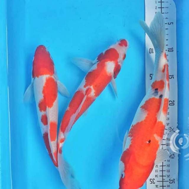 Mix 30,33cm