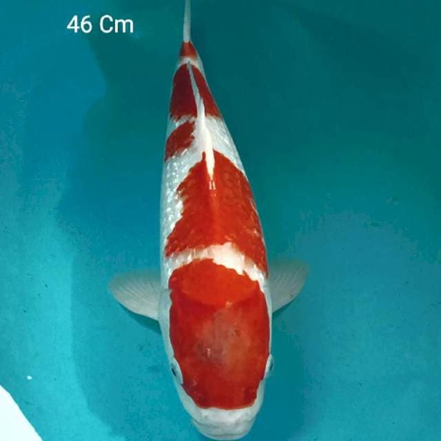 Kohaku Ginrin Male 46 Cm