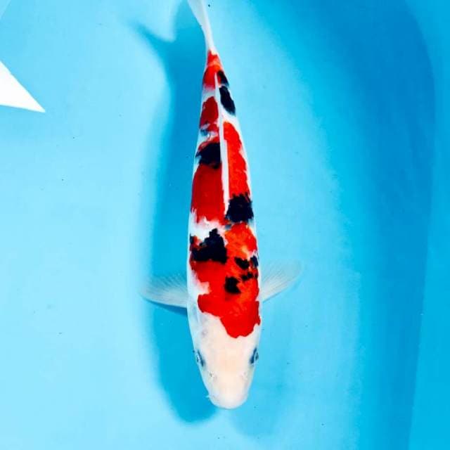 Sanke, 31 cm