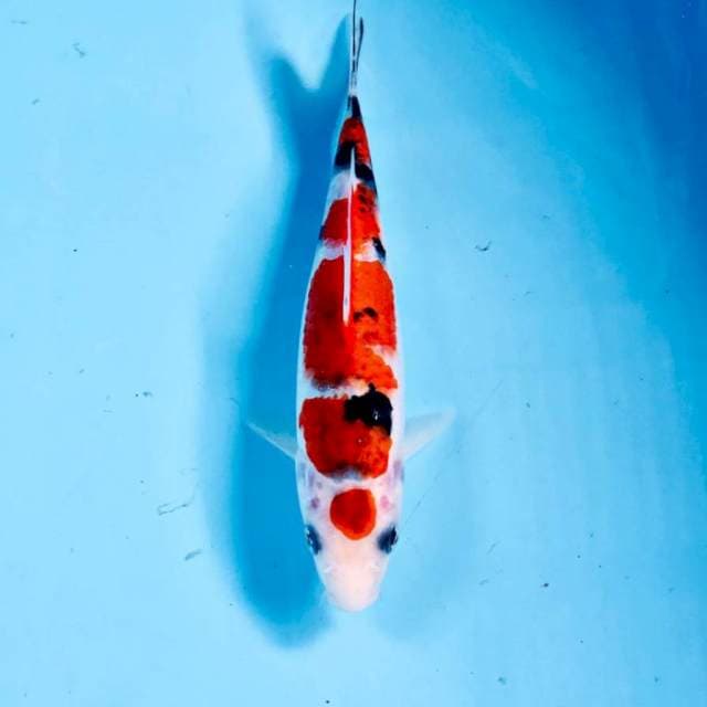 Koromo Sanke, 20 cm