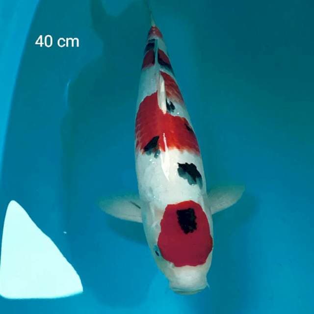 Sanke Male 40 Cm