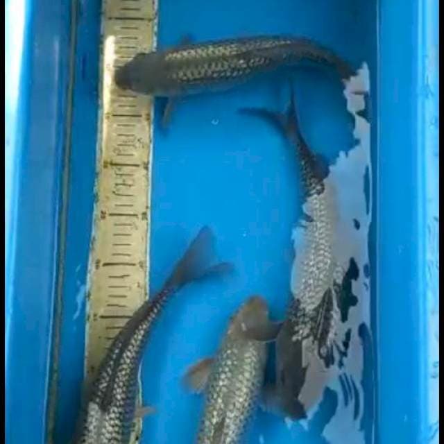 Ginrin full punuk mulai naik 30-34cm