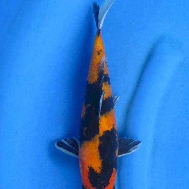 Showa 28cm