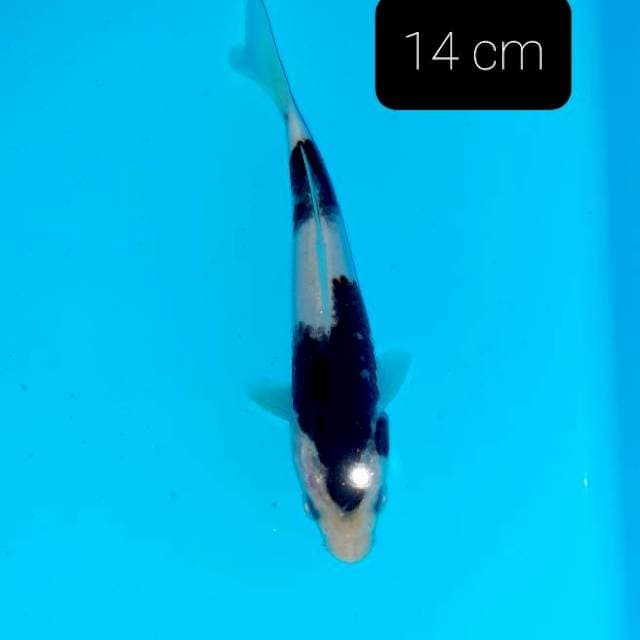 Minion 14 cm