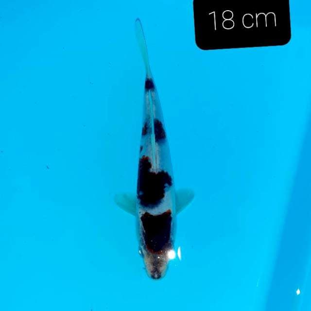 Step 4 18 cm