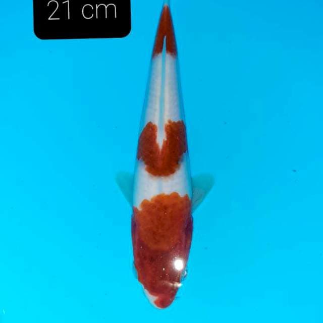 Step 3 ,21 cm
