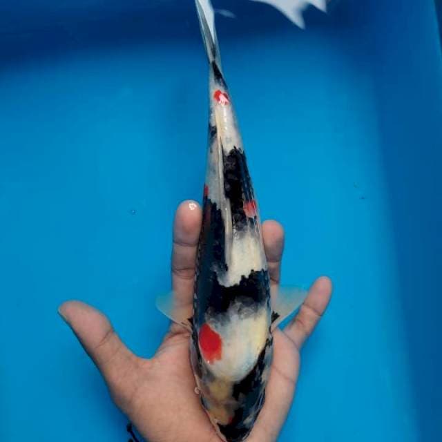 KINDAI SHOWA 26CM JAMTAN