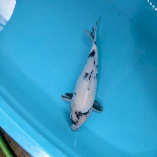 Siro munuk unta arab 39 cm