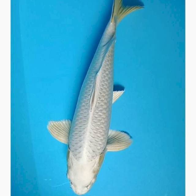 Mukashi