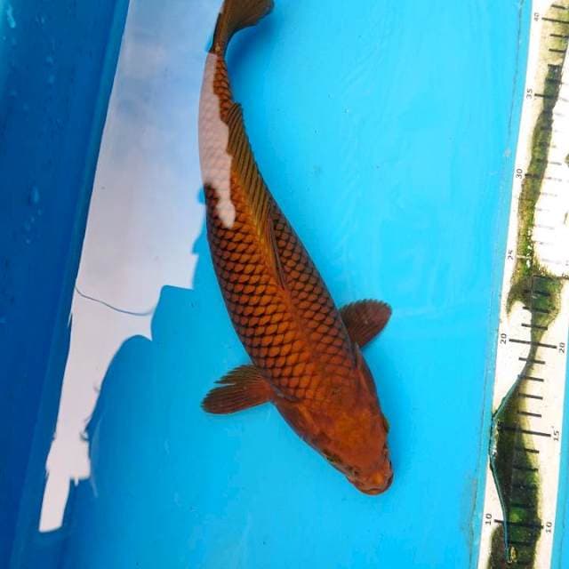Chagoi Tembaga