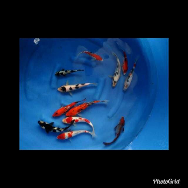 Mix koi 23-29cm