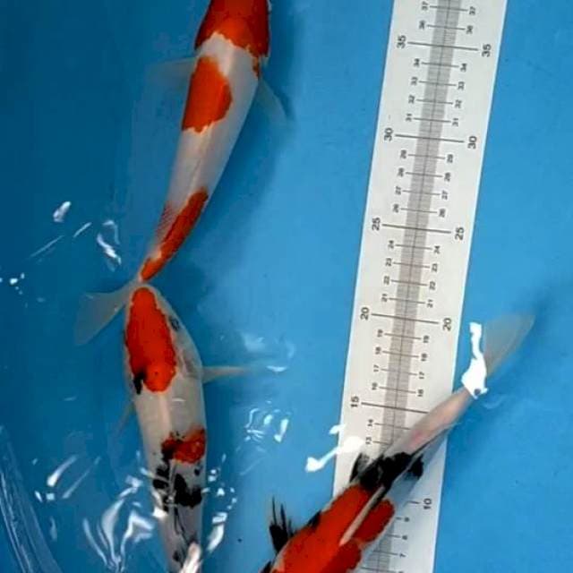 Mix kohaku, tanco sanke, showa