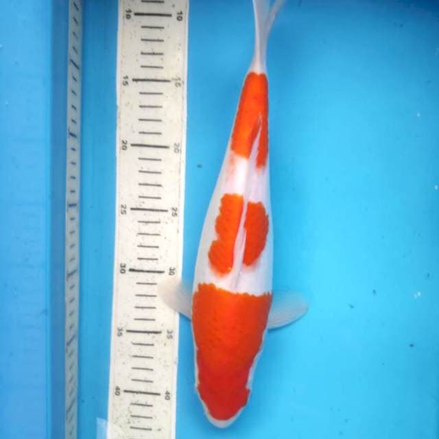 Sandan kohaku ORI, 32cm female