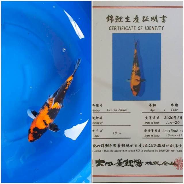 Showa import 32Cm