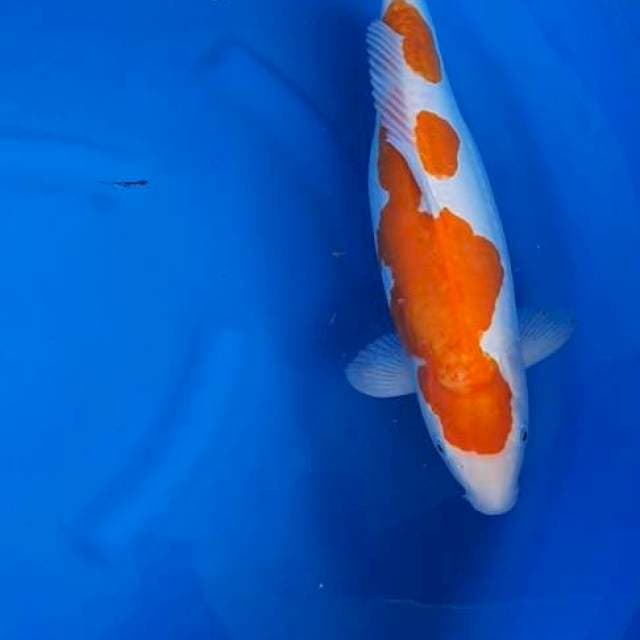 Kohaku Doitsu Murni 42Cm