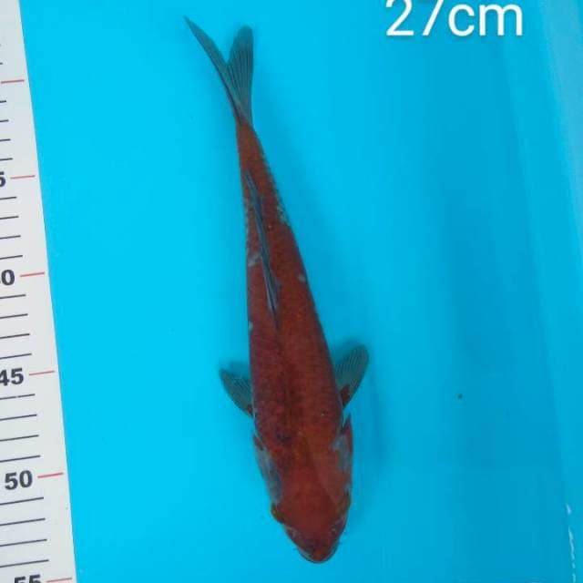 Ochiba 27cm