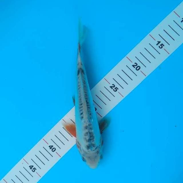 shusui 25cm