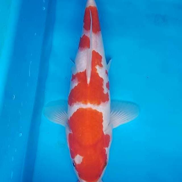 Kohaku bongsor