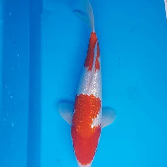Kohaku full ginrin