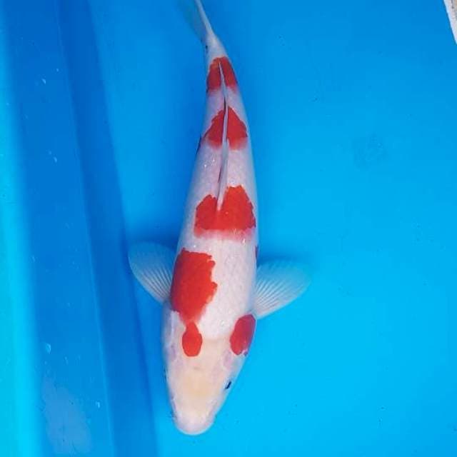 Kohaku ceplok ceplok