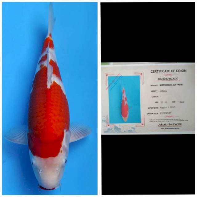 Maruboshi Kohaku