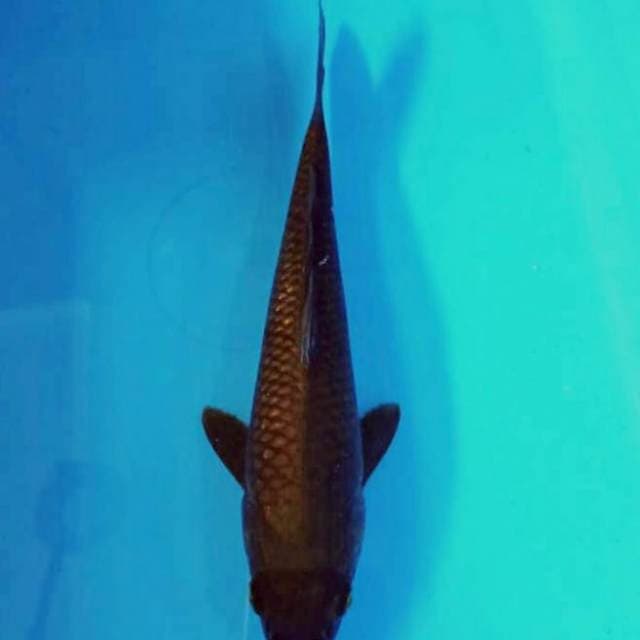 Tembaga 25cm