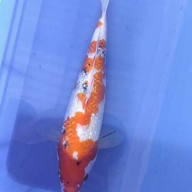 Sanke ginrin 30 cm