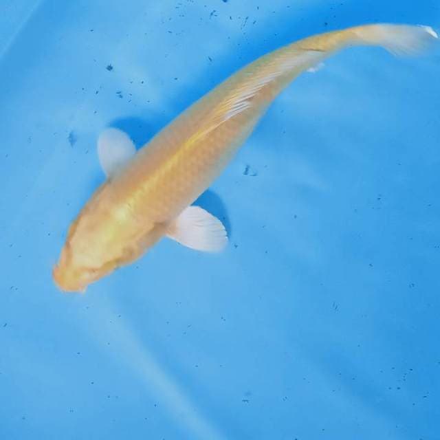 Yamabuki
