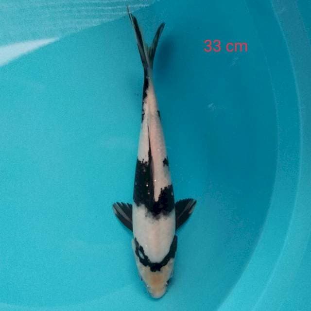 Shiro 33 cm
