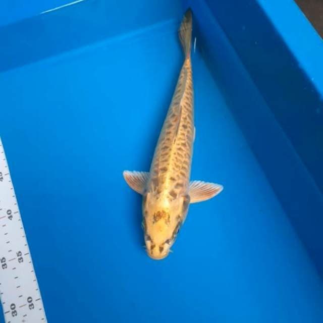 Antikan aragoke 33cm