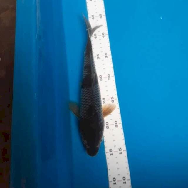 Ochiba 30cm
