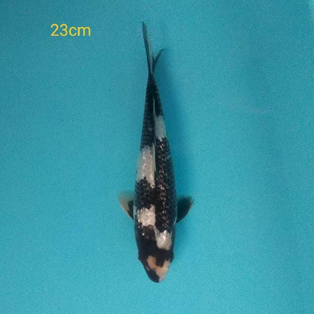 Shiro Ginrin 23cm