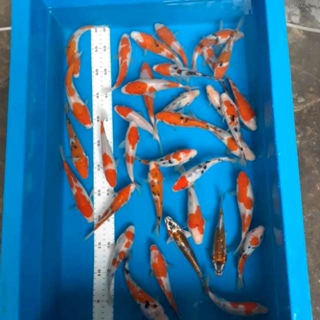Paket 35 ekor