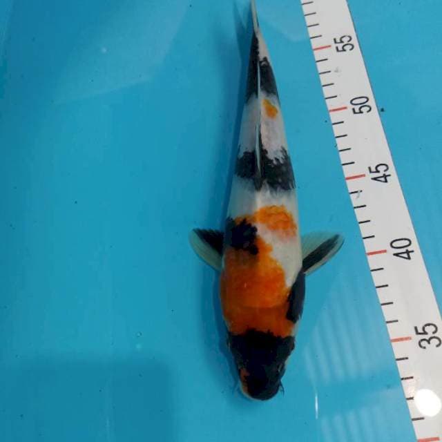 Showa 28 cm female