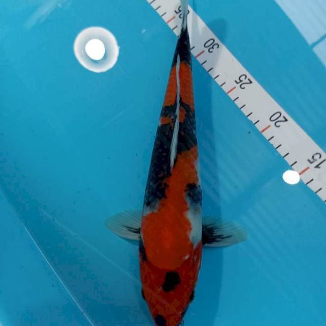 Showa 32 cm