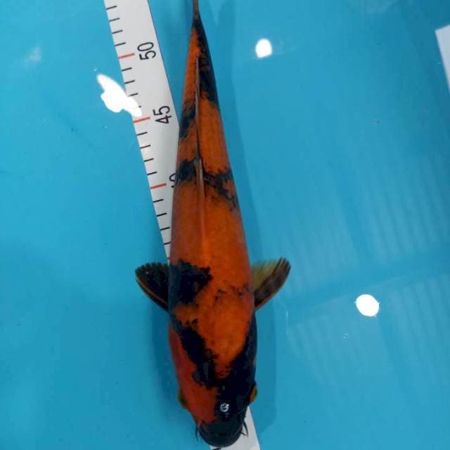 Utsuri 32 cm jantan
