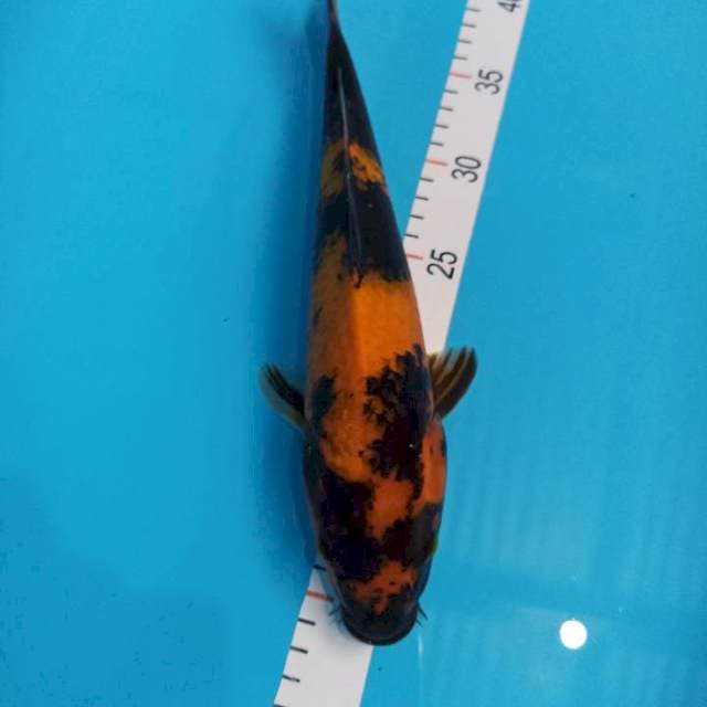 Utsuri 32 cm jantan