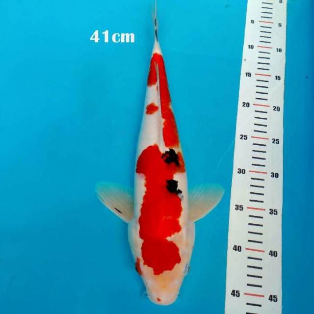 A## SANKE 41cm