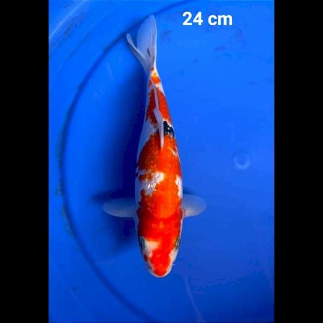 SANKE GINDRIN 24 CM