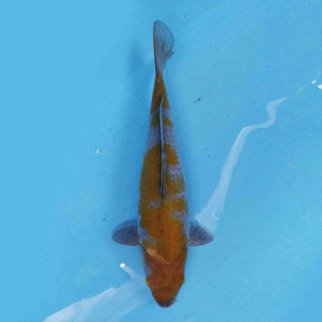 Ochiba 28 cm