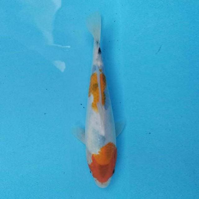 Showa Tategoi 26 cm