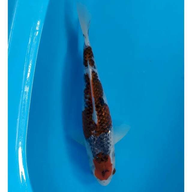 goromo goshiki 33 cm fm