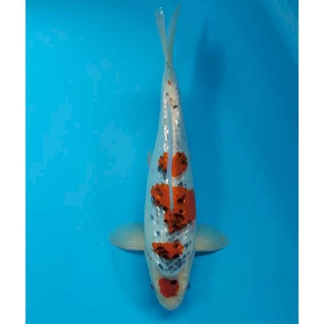maruten ginrin punuk 34 cm male