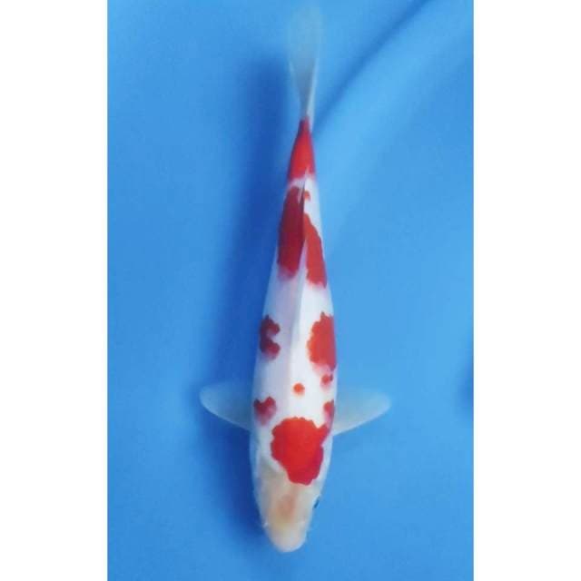 27 CM // KOHAKU MALE