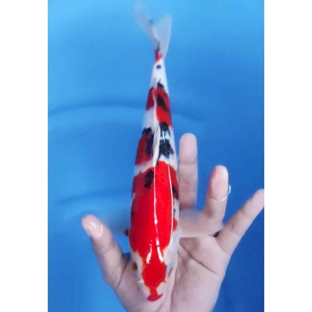 30 CM // TAISHO SANKE RED STRONG