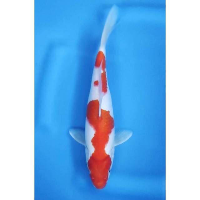 28 CM / KOHAKU HALUSS