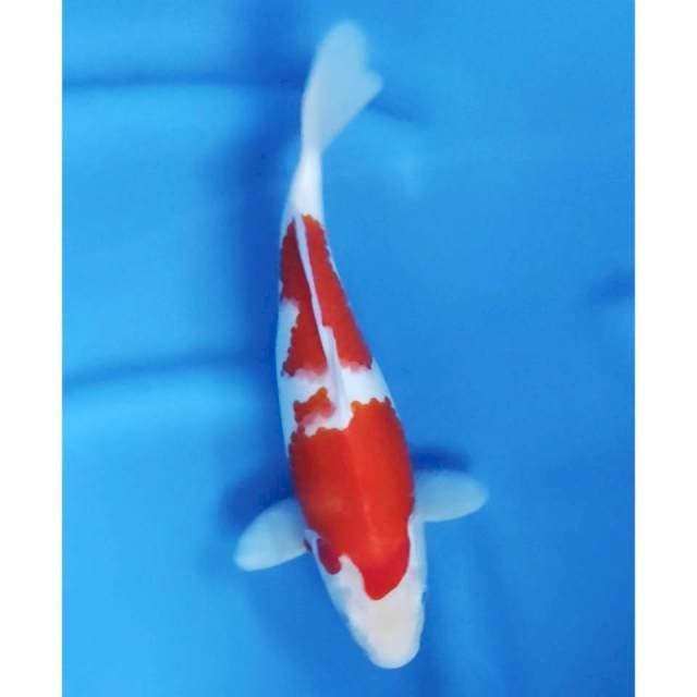 30 CM // KOHAKU HQ