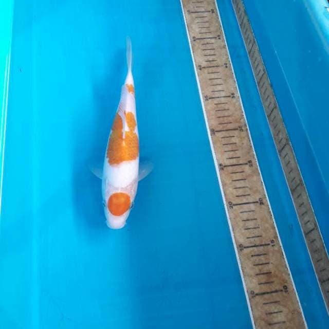 Sandan maruten aigoromo 25