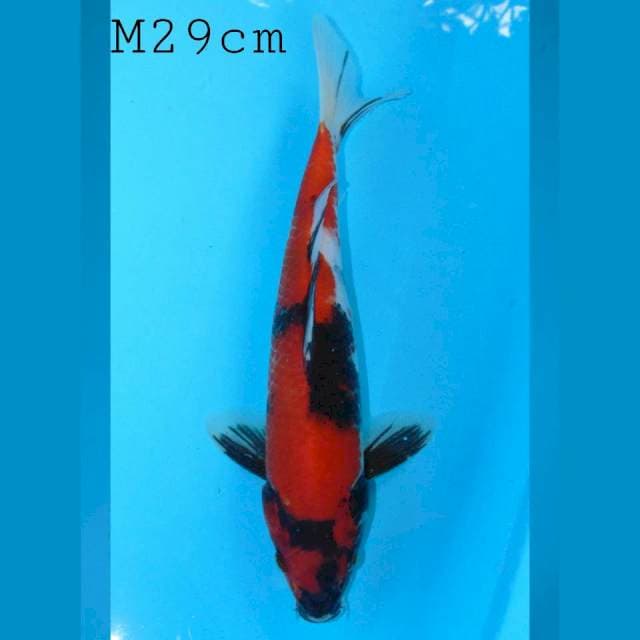 Hi Showa male 29cm