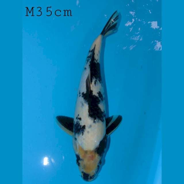 Shiro Pejantan 35cm